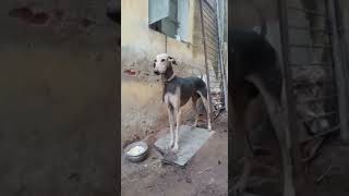 தரமான வேட்டை நாய் வீடியோ  #dog #doglover