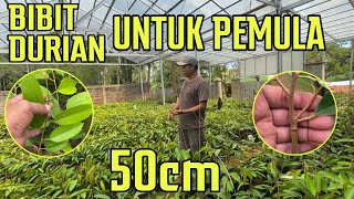 REKOMENDASI BIBIT DURIAN‼️PERAWATAN SEDERHANA UNTUK PEMULA.