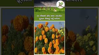 surendranagar ના dhrangadhra ના ખેડૂત કરે છે ચીલાચાલુ farming થી હટકે છે ફૂલોની ખેતી #khedutpothi