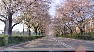 桜並木 2017 ドライブ スタジアム通り他  4k60fps 2017年4月