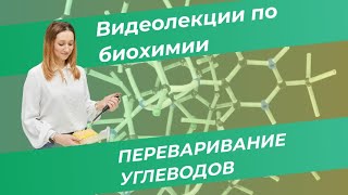 13. Переваривание углеводов