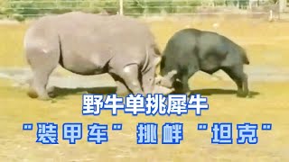 野牛单挑犀牛，就像装甲车和坦克对干，你猜结局会是怎样？