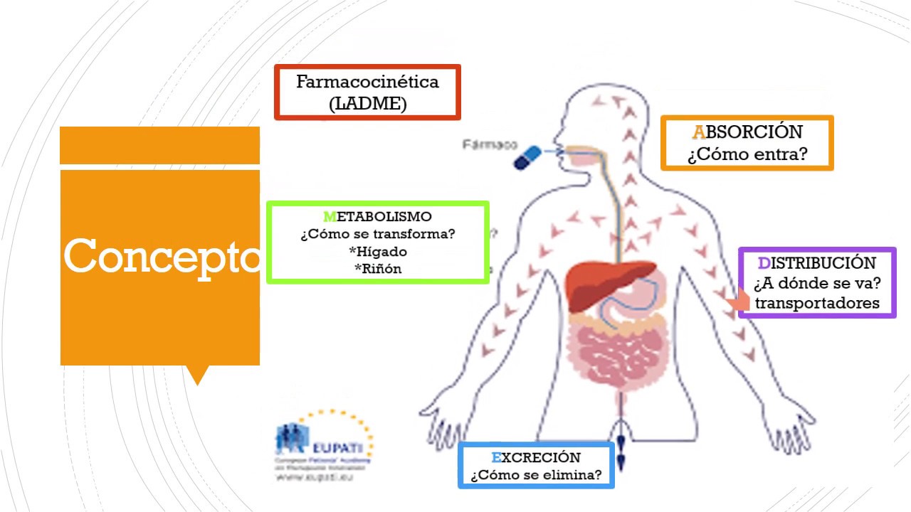 FARMACOCINETICA: ABSORCION - YouTube
