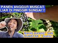 PANEN ANGGUR MUSCAT LIAR DI PINGGIR SUNGAI!! GRATIS DAPAT SE KANTONG PLASTIK MANIS BANGET!!