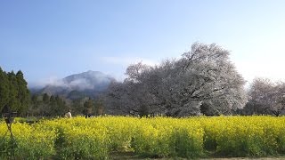 SAKURA, Japanese Cherry - Big tree 4K (Ultra HD) - 一心行の大桜／熊本（南阿蘇）