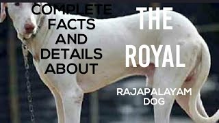 The rajapalayam dog complete facts and details in தமிழ்-ராஜபாளையம் நாய் தமிழில் முழுமையான உண்மைகள்.