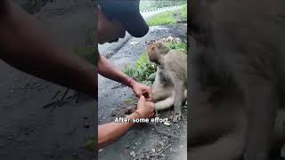 Monkey Saved After Being Found With Bound Feet