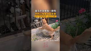 金毛吵架单挑一群狗，不料哈士奇竟动起手来 金毛！#pets #golden #dog #shorts