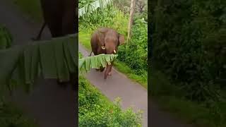 @Liyanalluvideos7034 wild elephant in population area