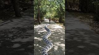 Snake chasing 1 #big anaconda snake chasing #sbvfx #shorts #viral #anacondasnake