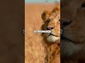 the struggles of a young lion survival in the wilderness lion lionbrothers wildlife africa