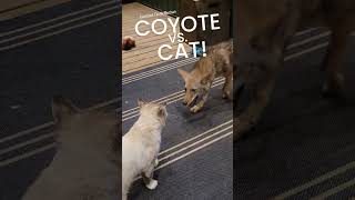 CAT vs. COYOTE CHAMPIONSHIP🏆 #weavethecoyote #duckholliday #nature #wwe #battle #war #team #friends