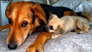 My Dog Adopted a Rescue Puppy with Rare Disease