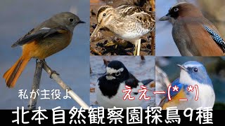 1月24日 満点ジョビ子 安定のルリビタキ 北本自然観察園探鳥