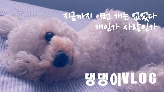 [예쓰리VLOG]댕댕이일상 우리집 마지를 소개합니다🐶 사람인가 개인가!!!!개인가 사람인가!!