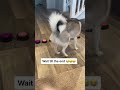 Sapphie the pomsky wants attention compilation