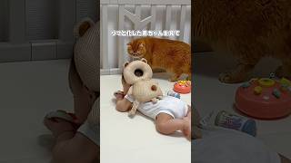 【ビビりすぎｗ】クマと化した赤ちゃんを見た猫の反応がこちら #shorts