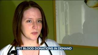 Pet blood donors in demand at UW clinic