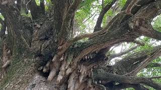 熊野百景 樹  宝泉寺の銀杏 中辺路