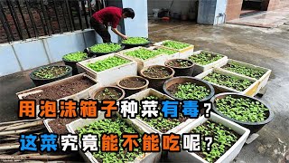 不能用泡沫箱子種菜？用它種菜有毒？看完你就明白了