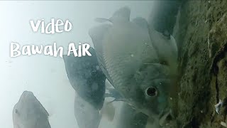 Reaksi Ikan ketika di Bom menggunakan comfeed  | Video Bawah Air waduk Wadaslintang jawa tengah