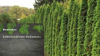 Yeşil Mazı (Thuja Orientalis) bakımı nasıl olmalıdır? İstekleri nelerdir? Nerede kullanılır?