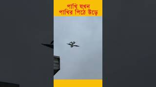 পাখির পিঠে বসে আছে পাখি । এমন ভিডিও সহজে দেখা যায় না