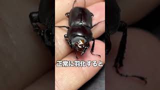 頭は幼虫 体は成虫⁉︎ 【奇形クワガタ】 #クワガタ #飼育