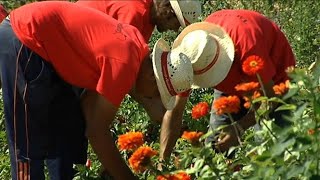 La producció de Tap de Cortí s'incrementa un 12% respecte l'any passat