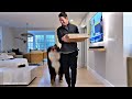 when your big dog thinks he s a baby 🤣 funny dog videos 2024