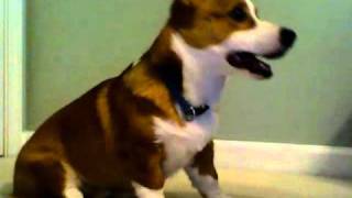 Oliver the corgi puppy doing cool tricks :)