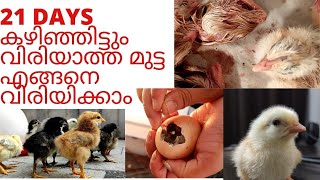 Not Hatched Egg after 21 days | 21 ദിവസം കഴിഞ്ഞിട്ടും വിരിയാത്ത മുട്ട വിരിയിക്കാം  | Nettech Media