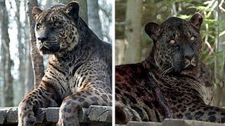 Top 14 hybrid animals in Hindi । Created by Scientists । You Wont Believe Exist