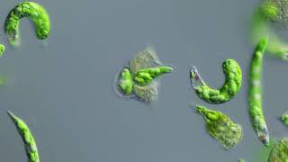 Leptophrys vorax (Vampyrellida, Rhizaria) feeding on Euglena deses