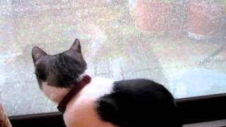 雨を見つめる猫＊The cat watches rain