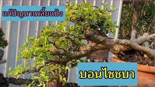 แก้ปัญหาเพลี้ยแป้ง,บอนไซชบาหนู,แก้ว สุพัน ,ผู้หญิงเล่นบอนไซ,kaeo bonsai on the rock