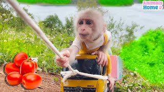 Smart Amee helps baby monkey Obi harvest watermelons