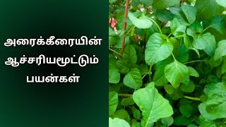 அன்று 1000 வகை கீரைகள் இன்று அரை கீரை | கீரையின் பயன்கள் | Health | வைத்தியன் | @Vaithiyan