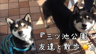 『三ツ池公園の友達と散歩☀️』黒柴犬の双子姉妹の姉ひめ