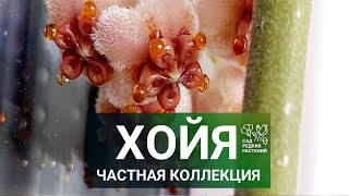 Частная коллекция хойи. Редкие и вариегатные сорта