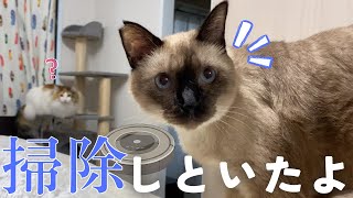 帰宅したら保護猫＆北欧猫がルンバを起動してお出迎えしてくれました…【シャム猫/シャムミックス＆ノルウェージャンフォレストキャット】