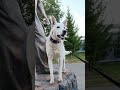 Метис БШО Он помог понять мне кто я и что для меня значит смысл жизни ❤🐾