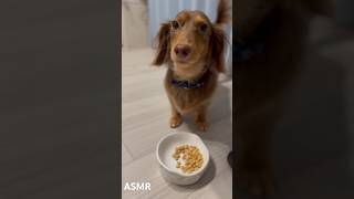 【ミニチュアダックスフンド】ASMR DOG #shorts #asmr #ミニチュアダックスフンド #ダックス #ダックスフンド