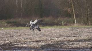 Baltsende kraanvogels in het Fochteloërveen