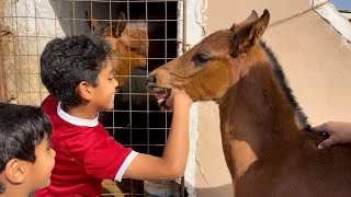 ندور على سعد وين لقيناه⁉️🐎يوميات المربط.