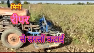 सरसों की कटाई मशीन द्वारा sarson ki katai mashin,sarso ki katai harvester#agriculture