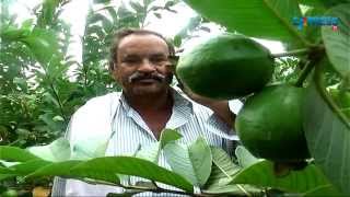 Taiwan Guava (Jama) Cultivation Success Story of West Godavari Farmer - Paadi Pantalu