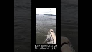 【はしゃぐラブラドール】海水浴で大興奮！！ボール遊び楽しいね！