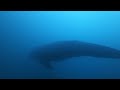 gray whale mcabee pinnacle monterey bay