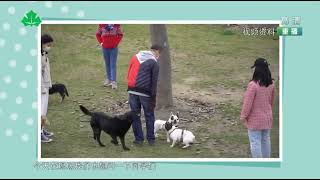 向不文明养犬行为说“不”！